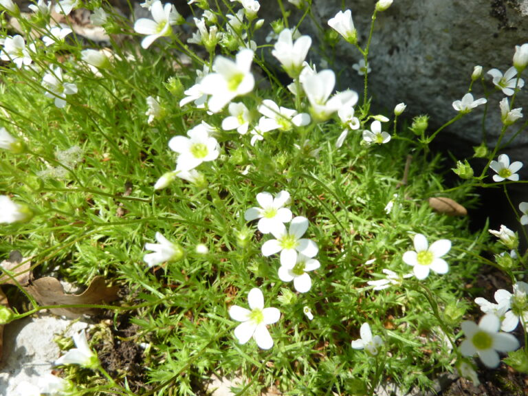 Saxifrage Mousse