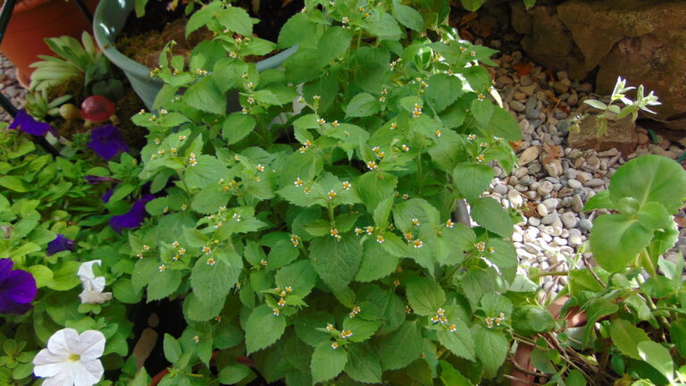 Galinsoga à petites fleurs