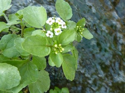 Plante de la Semaine N°2 – Cresson de fontaine